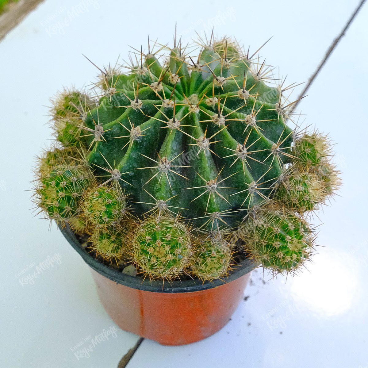 Bol Yavrulu Kaktüs Özel Tür - Echinopsis Eyriesii - Görsel 1