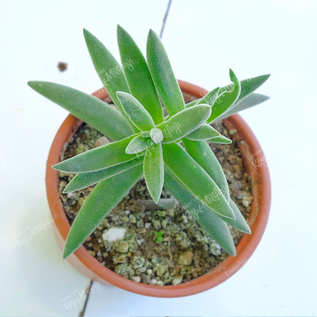 Crassula-Mesembryanthemoides-Sukulent1-1.jpg Crassula Mesembryanthemoides Sukulent - Görsel 1