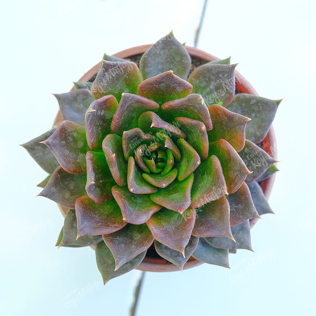 Echeveria-Black-Prince1-1.jpg Echeveria Black Prince Sukulent - Görsel 1