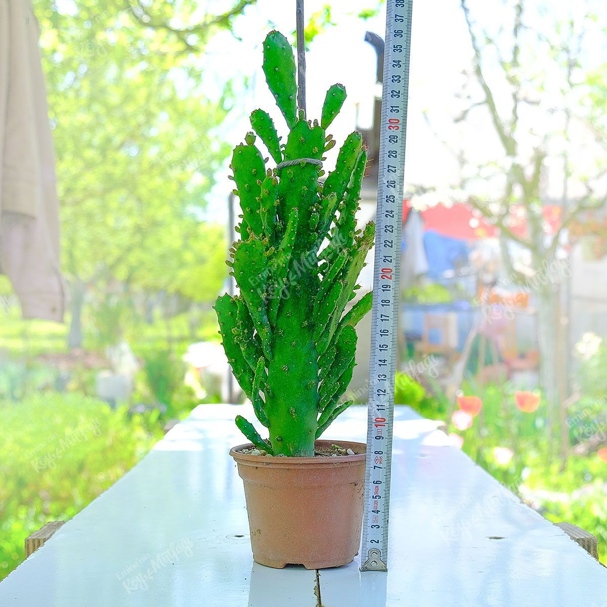 Meksika Kaktüsü – Opuntia Monacantha (Yetişkin Boy) - Görsel 1
