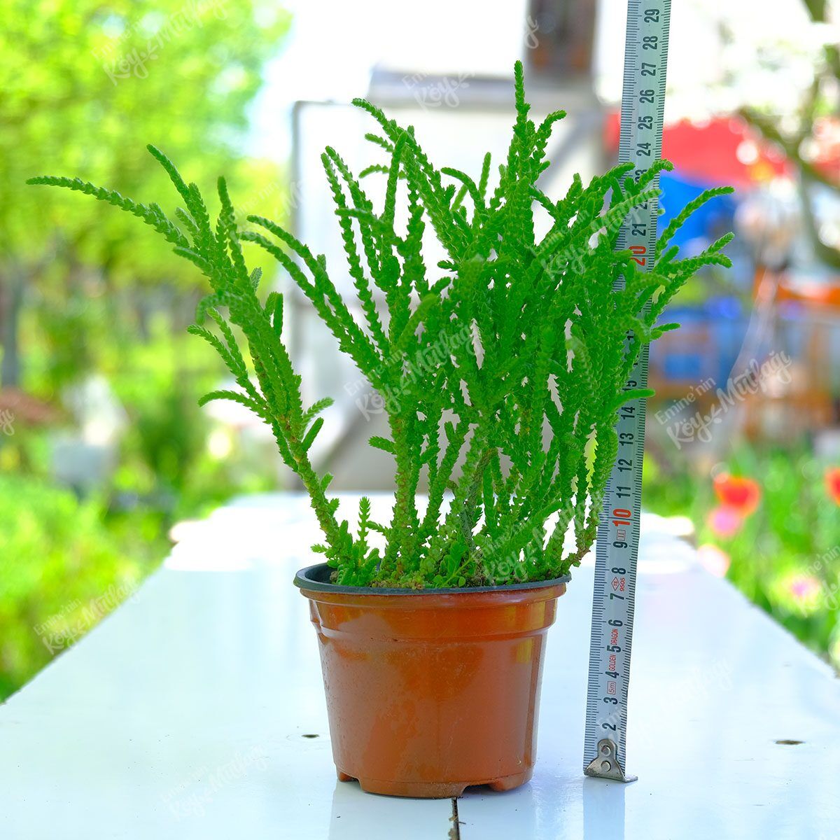 Prenses Çamı - Crassula Muscosa Sukulent - Görsel 1