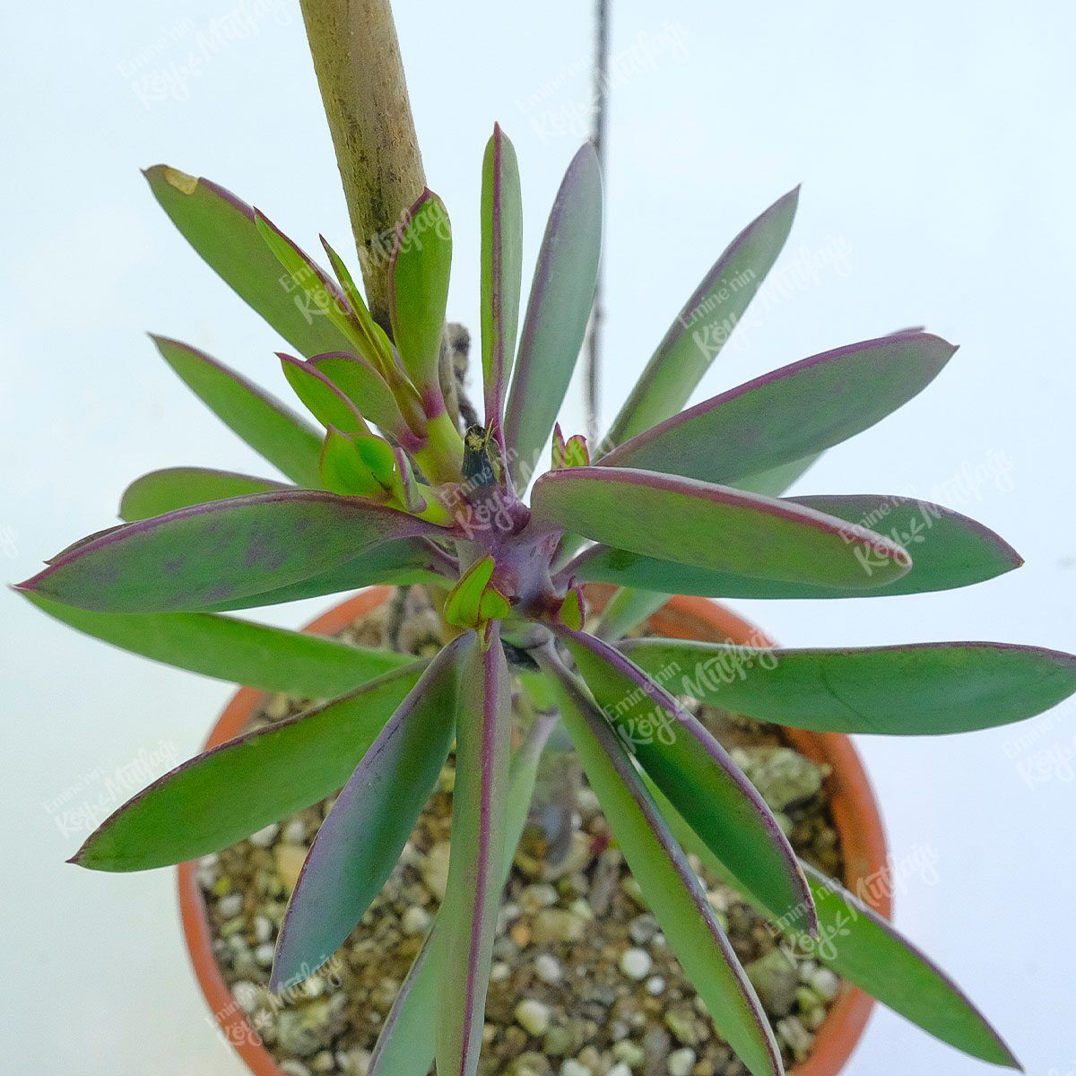 Senecio-Crassissimus1-1.jpg Senecio Crassissimus Sukulent - Görsel 1