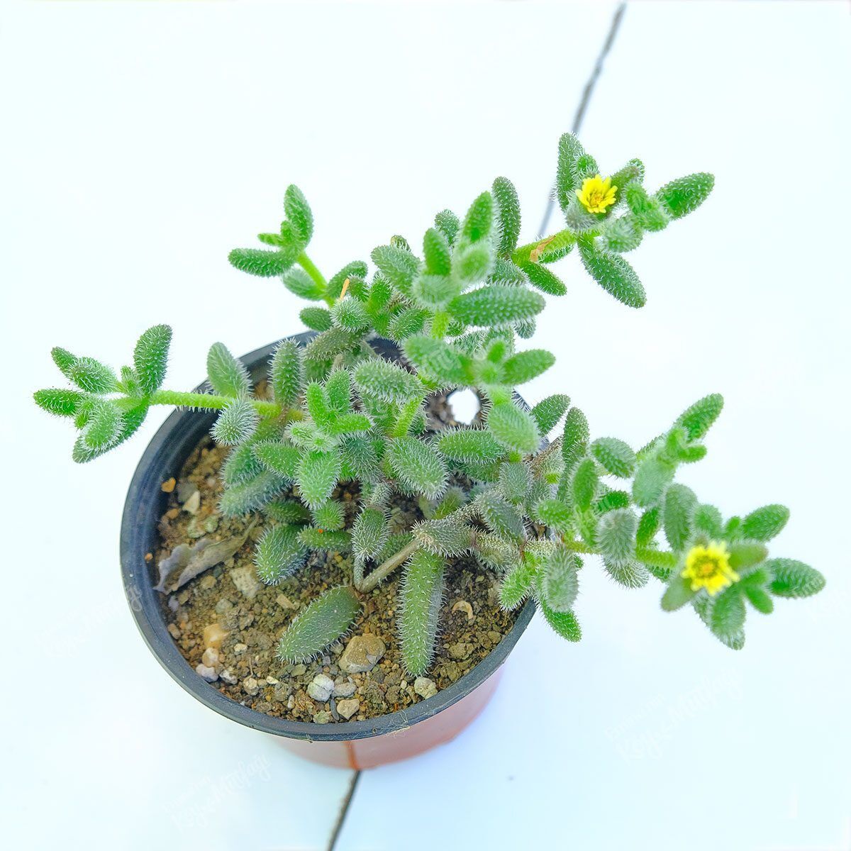Serra-Gardens-Delosperma-Echinatum1-1.jpg Yetişkin Turşu Sukulent - Delosperma Echinatum - Sarı Çiçek Açan Sukulent - Görsel 1