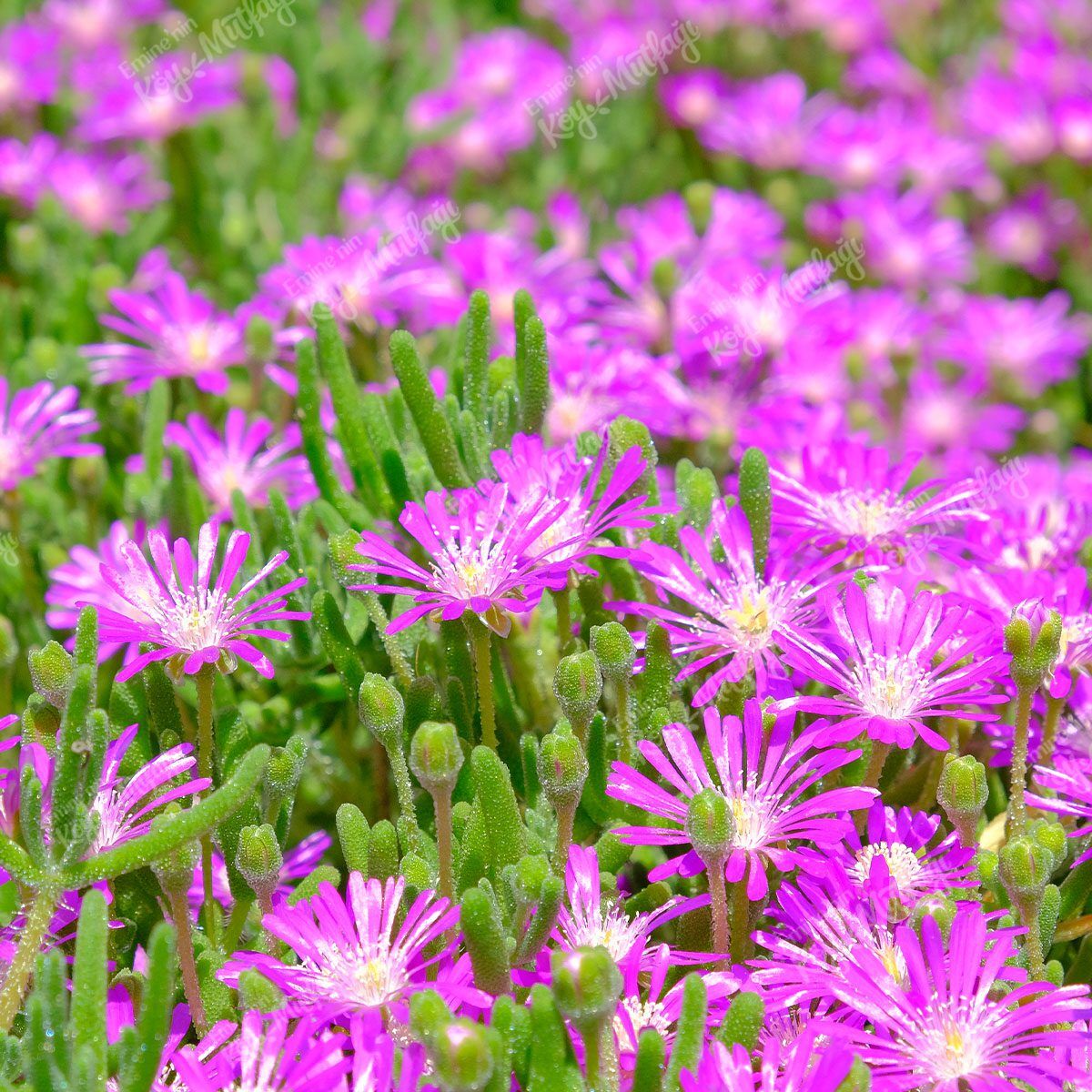 Acem Halısı Çiçeği - Drosanthemum floribundum - Görsel 1