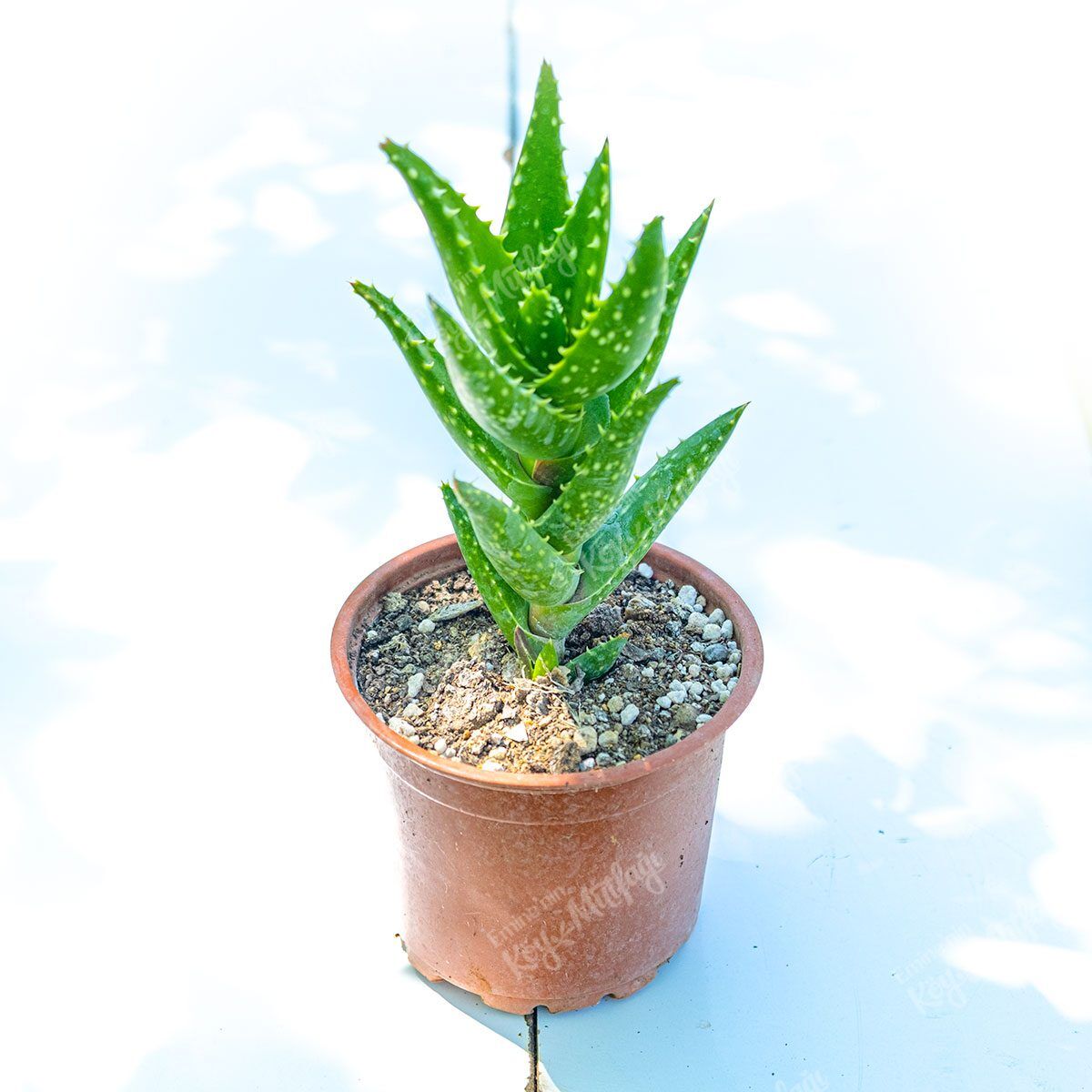 dikenli_aloevera1-1.jpg Katlı Aloevera - Dikenli Aloe Vera - Aloe Squarrosa - Görsel 1