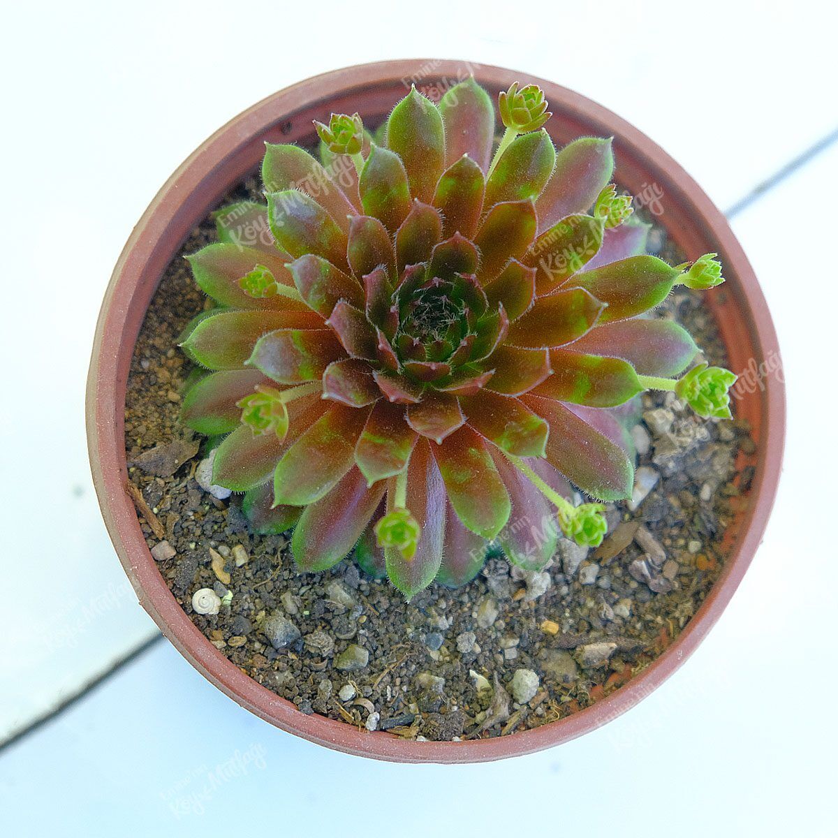 kader_cicegi_1-1.jpg Kader Çiçeği - Sempervivum Sukulent - Görsel 1