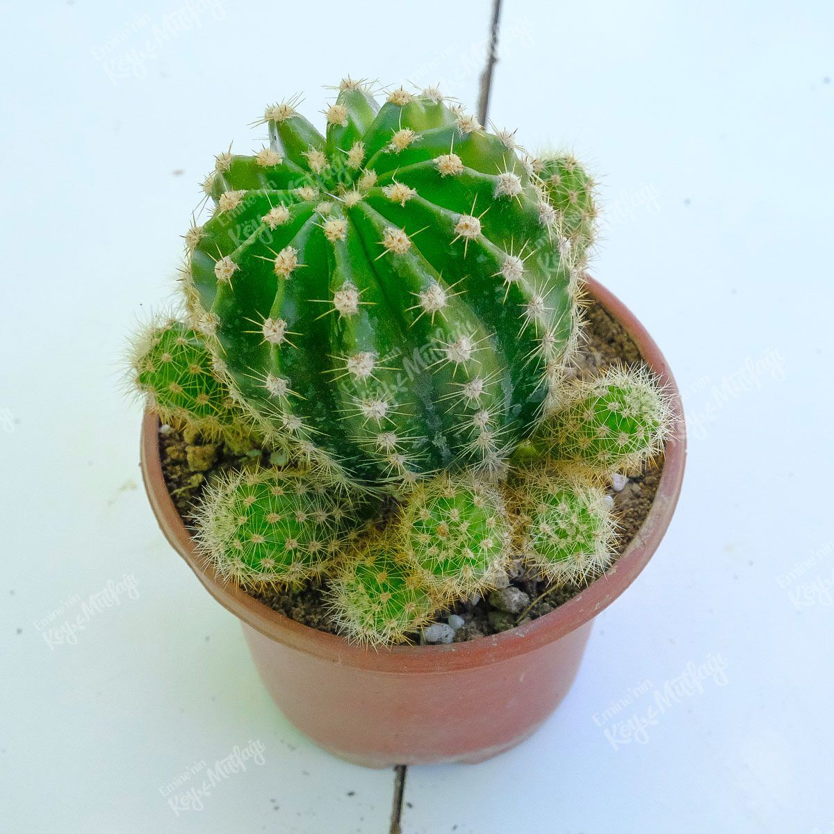 Kaynana Topuzu Kaktüs Yavrulu - Echinopsis Oxygona - Görsel 1