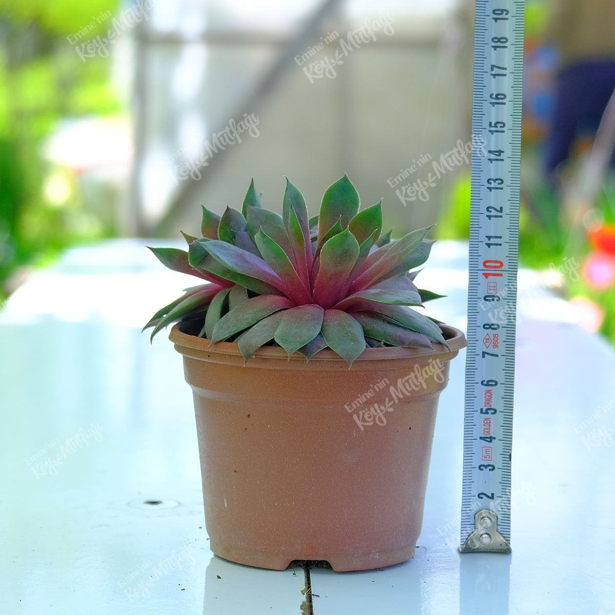 kulak-otu-1.jpg Kulak Otu - Greenmall Sempervivum Tectorum - Görsel 1