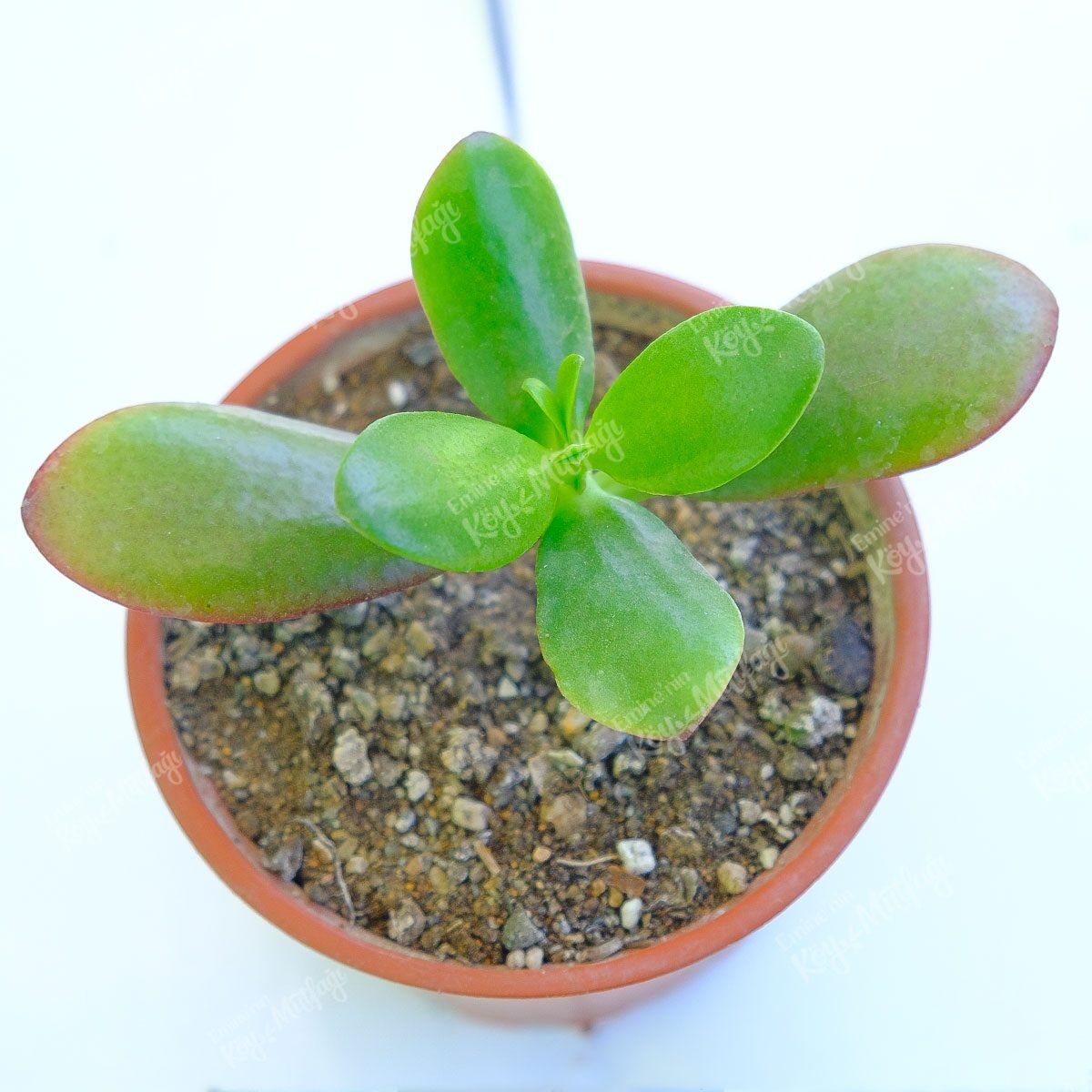 para-agaci1-1.jpg Para Ağacı - Crassula Ovata Sukulent - Görsel 1