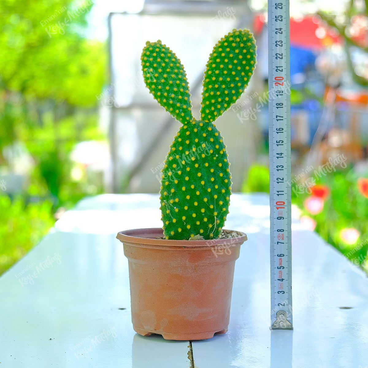 Sarı Diken İnciri Tavşan Kulağı Kaktüs- Opuntia Microdasys Yellow - Görsel 1