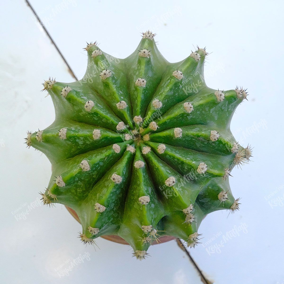 yavrusuz-kayanana-topuzu1-1.jpg Kaynana Topuzu Kaktüs Yavrusuz Cins - Echinopsis Oxygona - Görsel 1