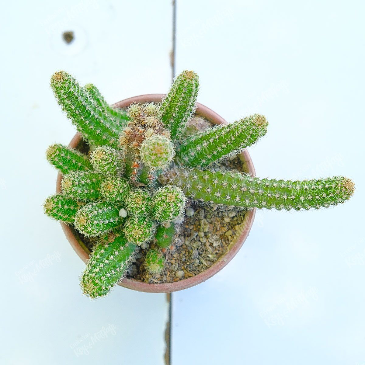 yilan-kaktus-1-1.jpg Yılan Kaktüs - Echinopsis Chamaecereus - Görsel 1