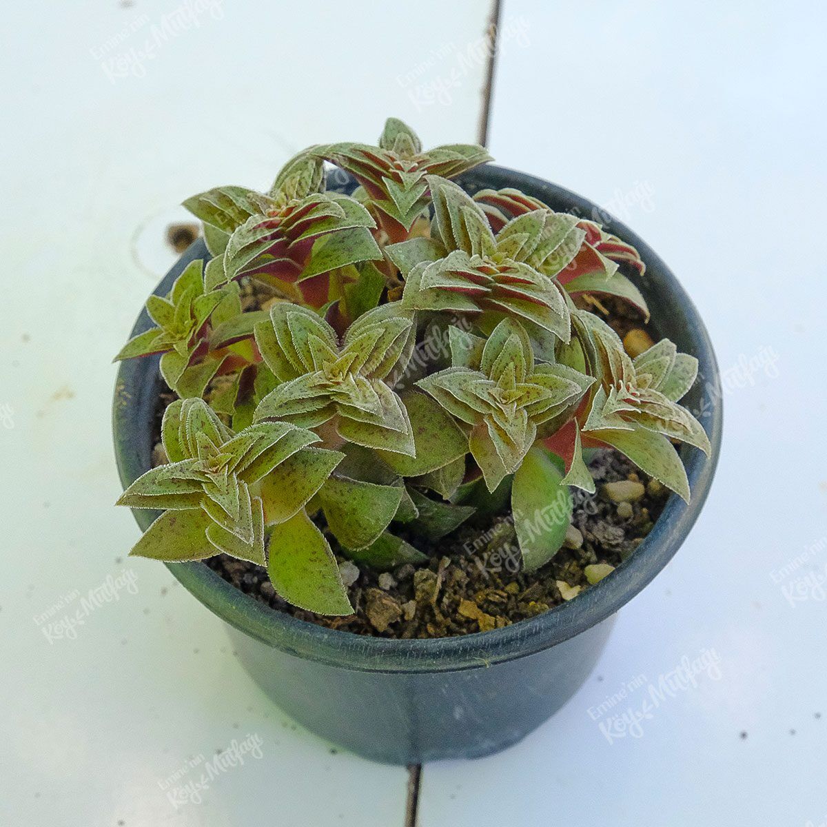 yildiz-yaprakli-sukulent-1.jpg Yıldız Yapraklı Sukulent - Crassula Exilis Picturata - Görsel 1