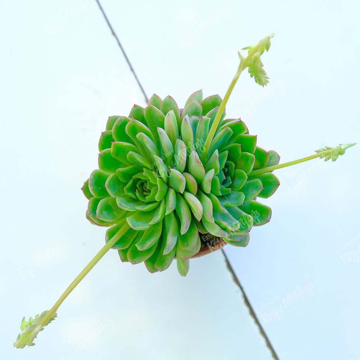 echeveria-elegans1-1.jpg Echeveria Elegans Sukulent - Görsel 1